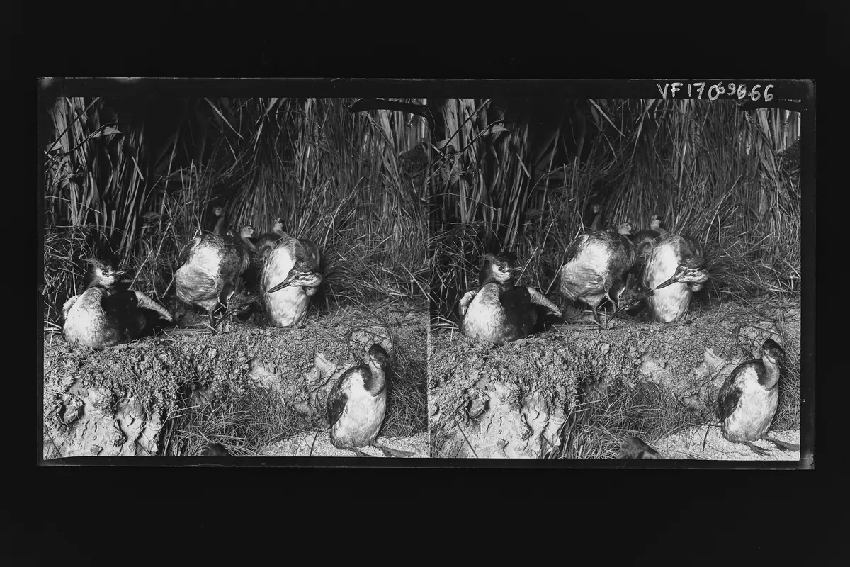 Stereofotografie, Negativ