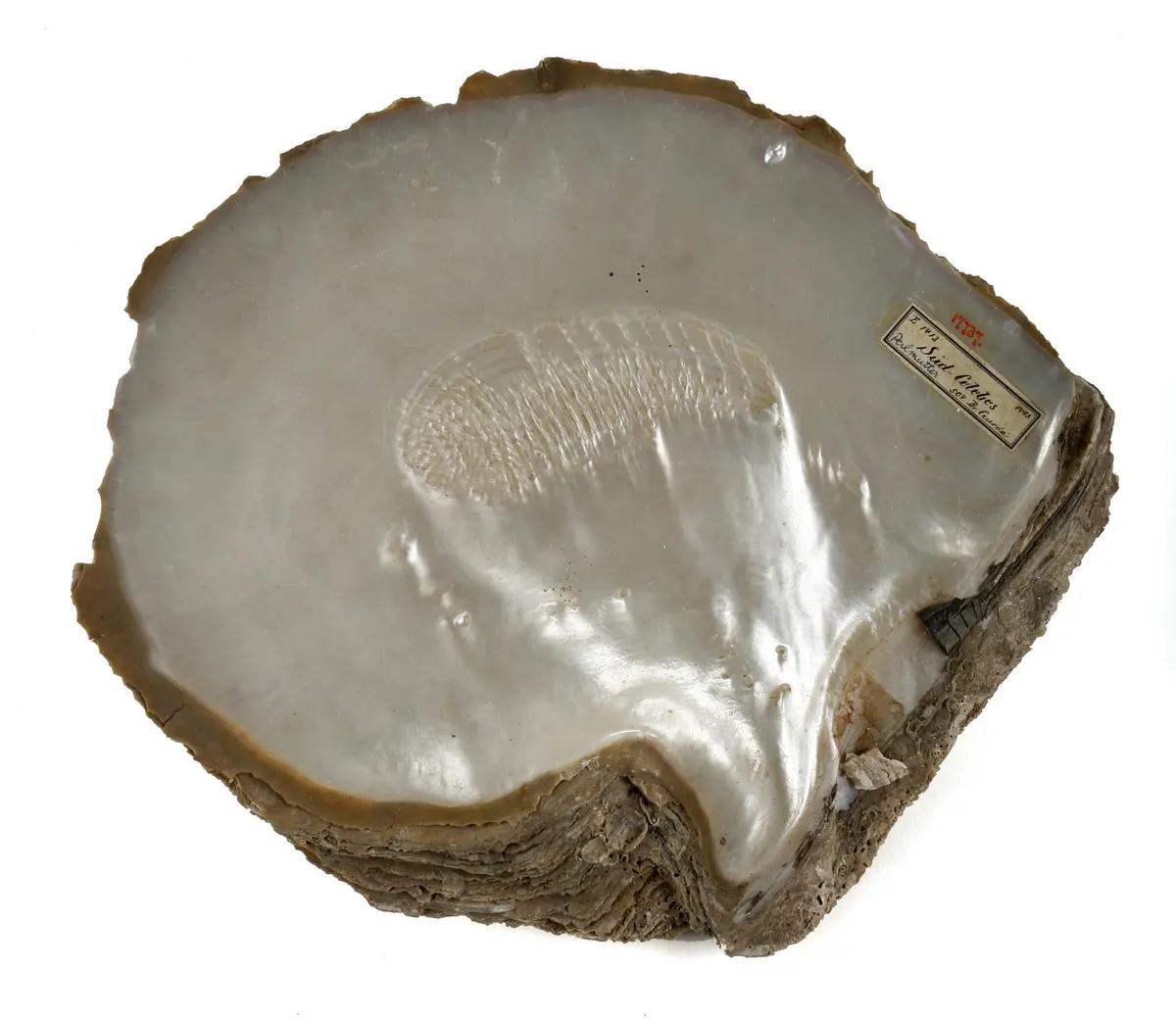 Pearl Oyster Shell