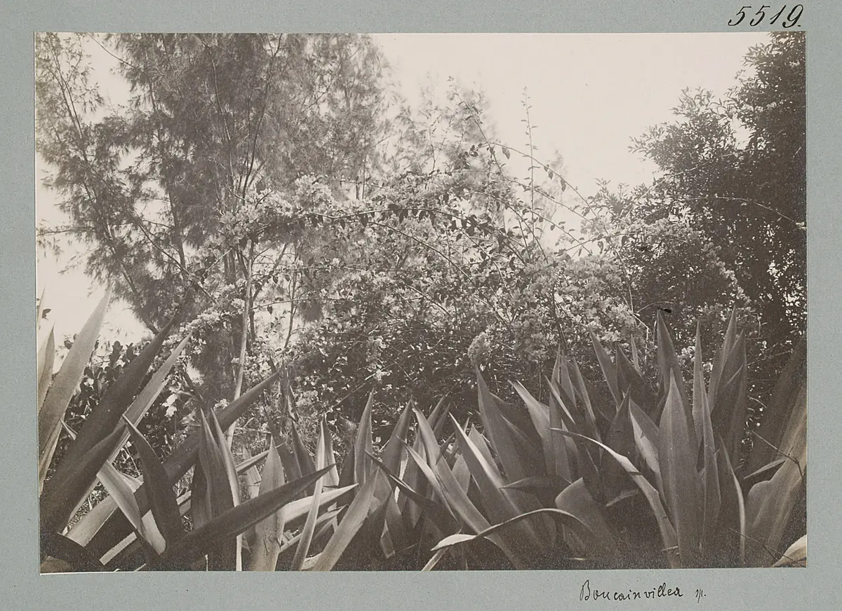 Boucainvillea sp.