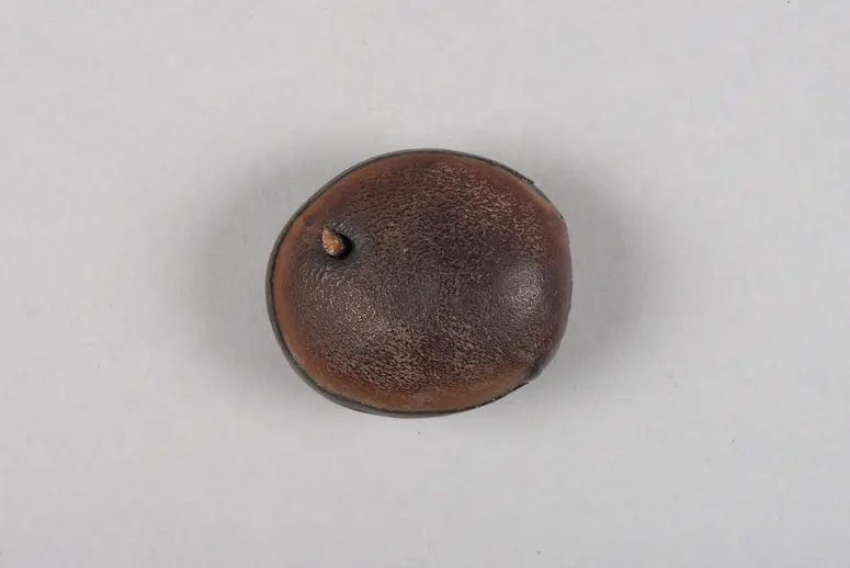 Samenkapsel (Amulett)