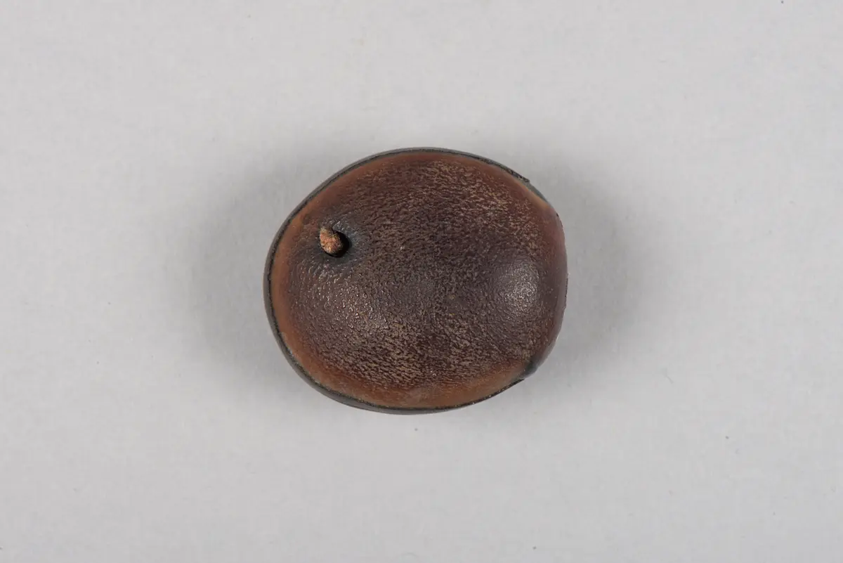 Samenkapsel (Amulett)
