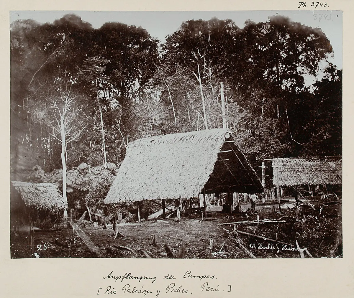Chacra (= Auspflanzung) der Campas mit Häusern. [Rio Palcázu y Piches, Perú]