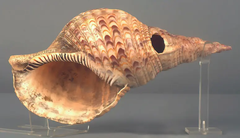 Schneckentrompete