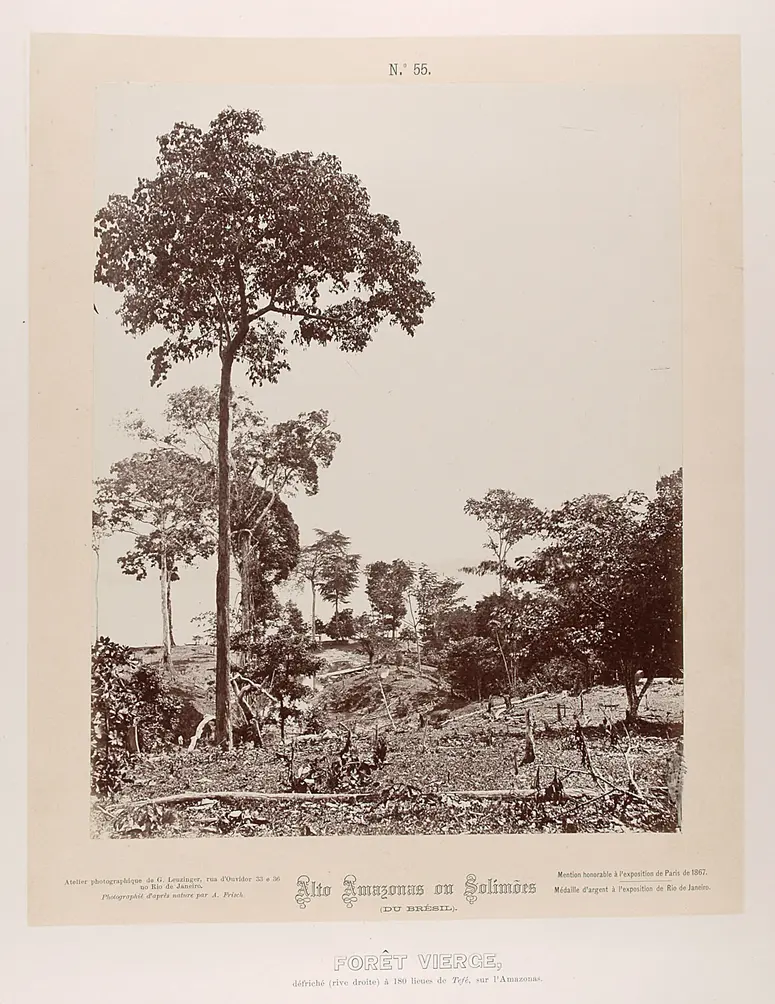Rodung
