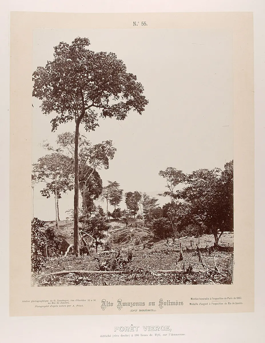 Rodung