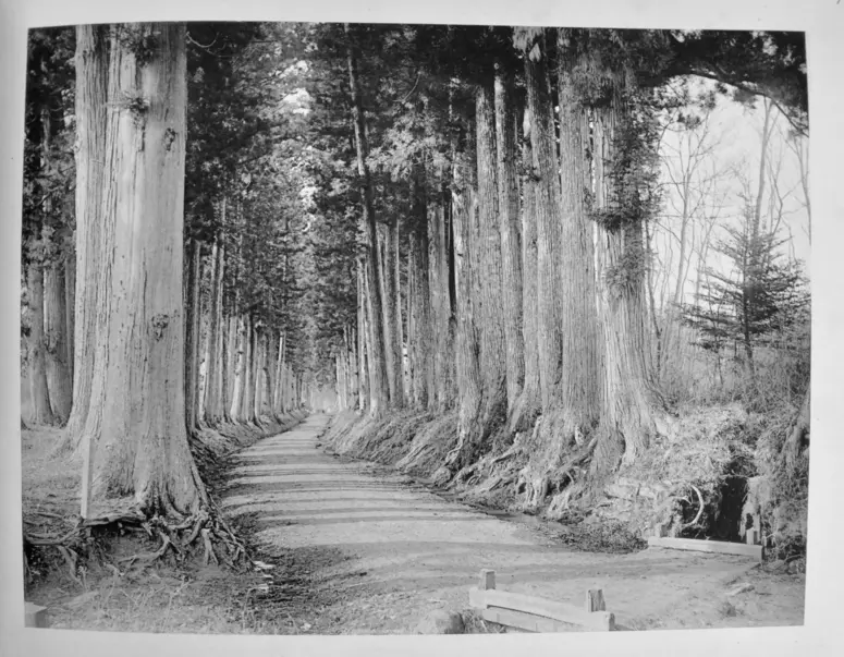 Kryptomerien-Allee in Nikko