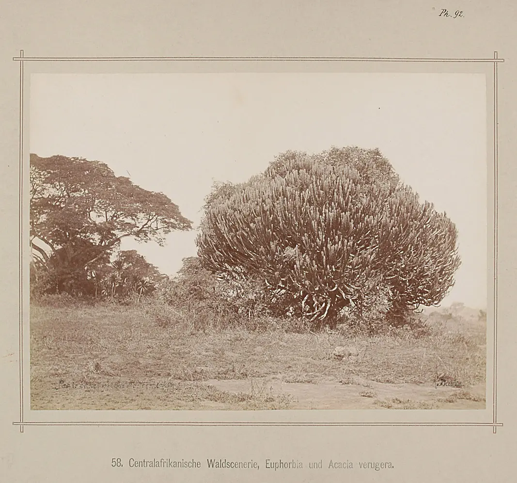 58. Central-African Trees, Euphorbia und Acacia verugera