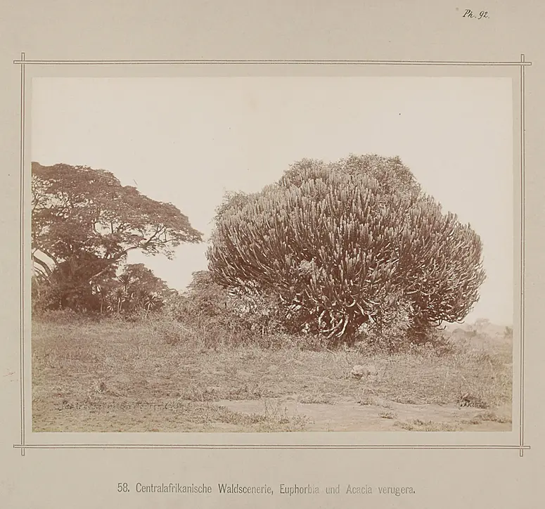 58. Central-African Trees, Euphorbia und Acacia verugera