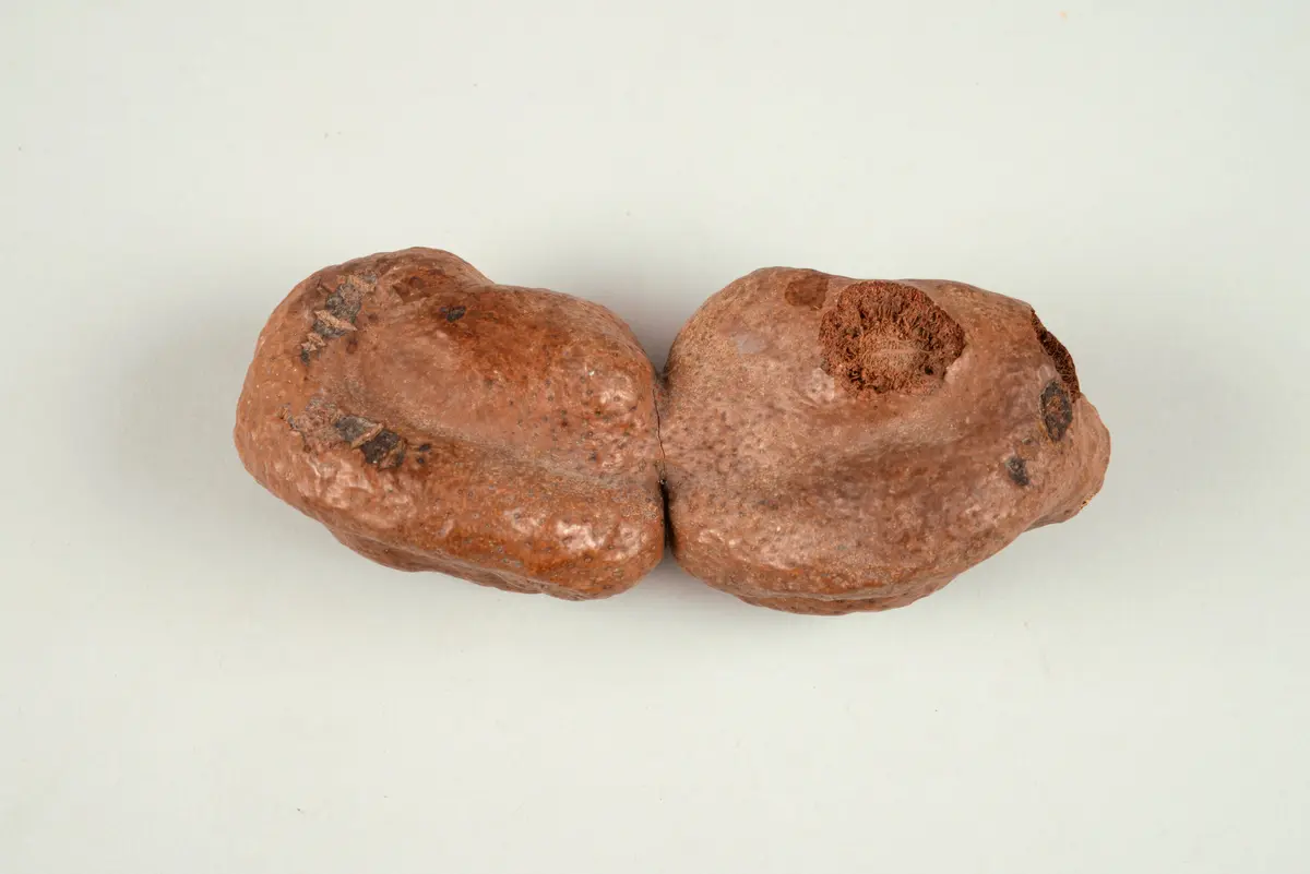 Palmfrucht