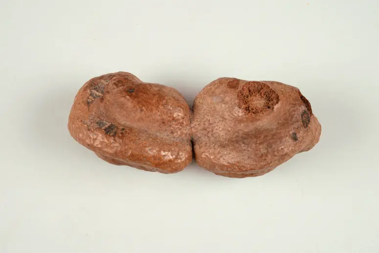 Palmfrucht