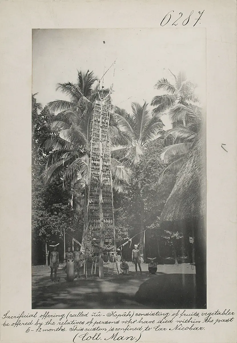 Sacrificial offering (called nû-Kopâh), consisting of fruits, vegetabler [sic] be offered by the relatives of persons who have died within the past 6-12 months. This custom is confined to Car Nicobar