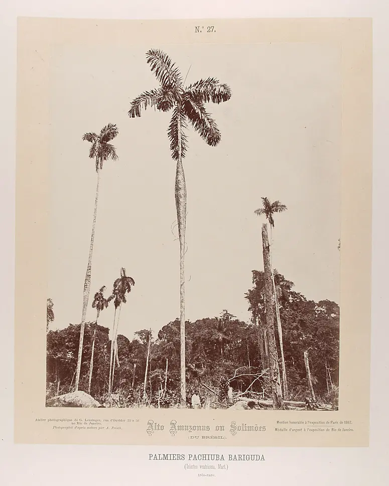 Palmen