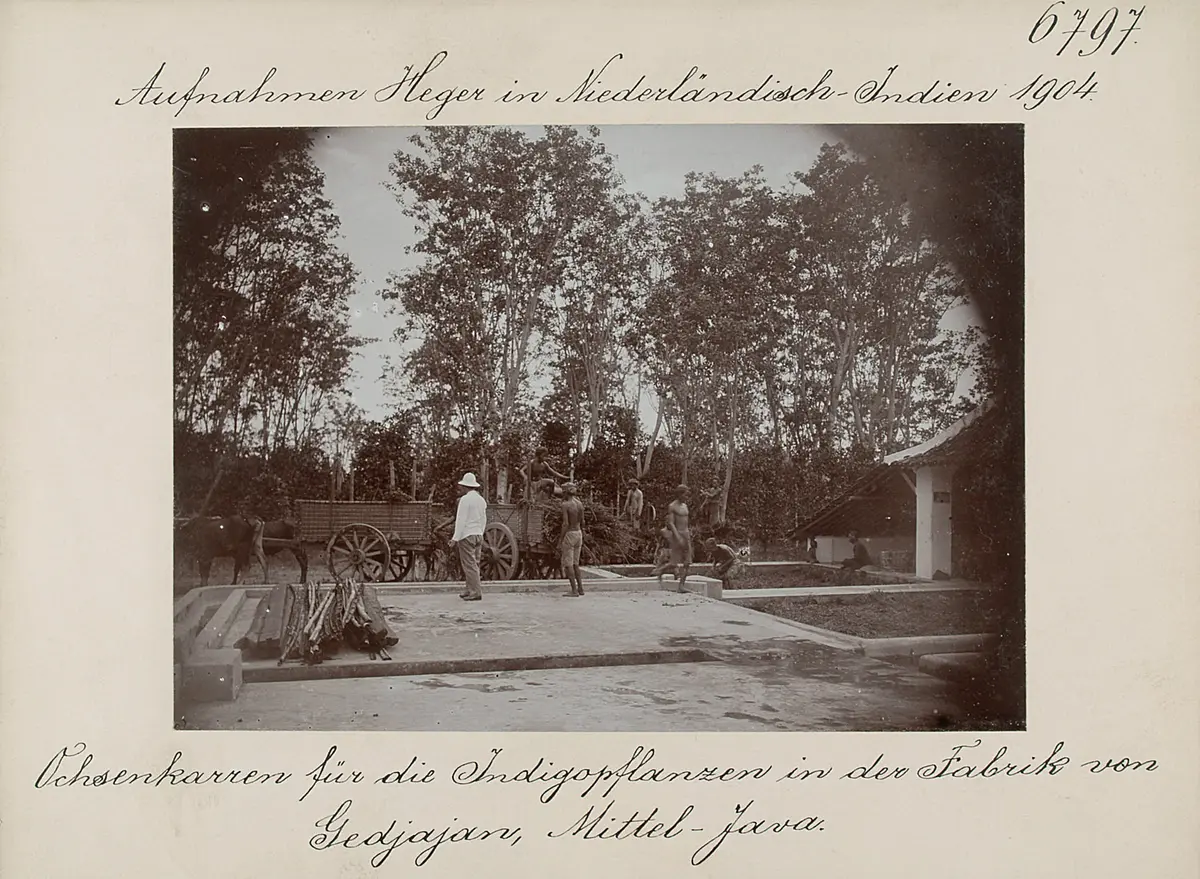Ochsenkarren für die Indigopflanzen in der Fabrik von Gedjajan, Mittel-Java