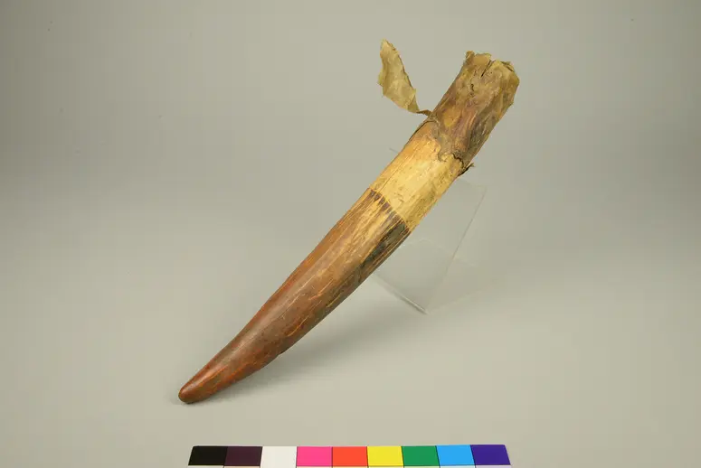 Walrus Tooth