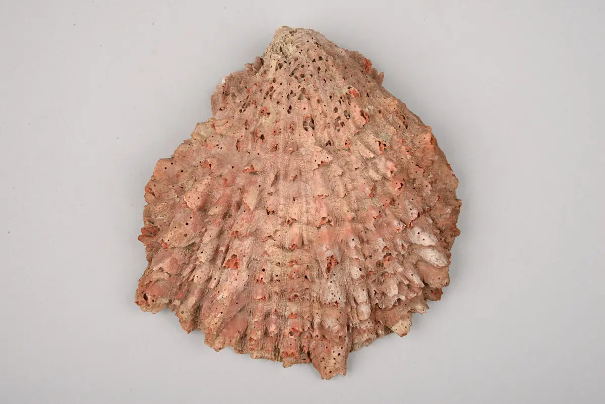 Muschelschale: Spondylus