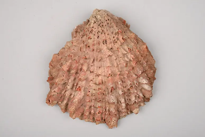 Muschelschale: Spondylus