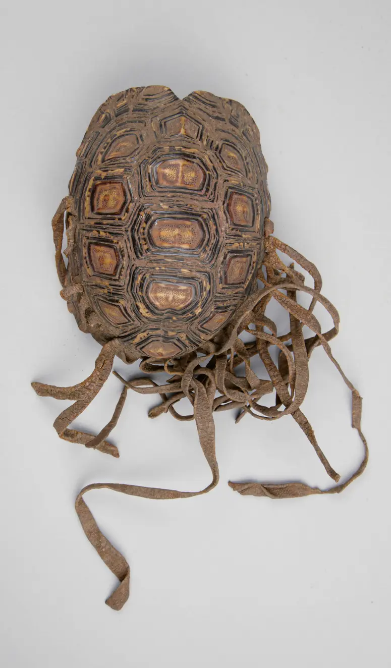 Schildkrötenpanzerbehälter