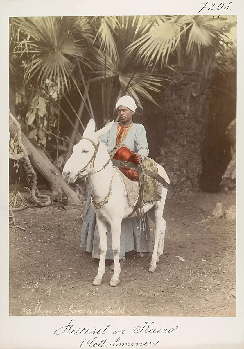 Reitesel in Kairo