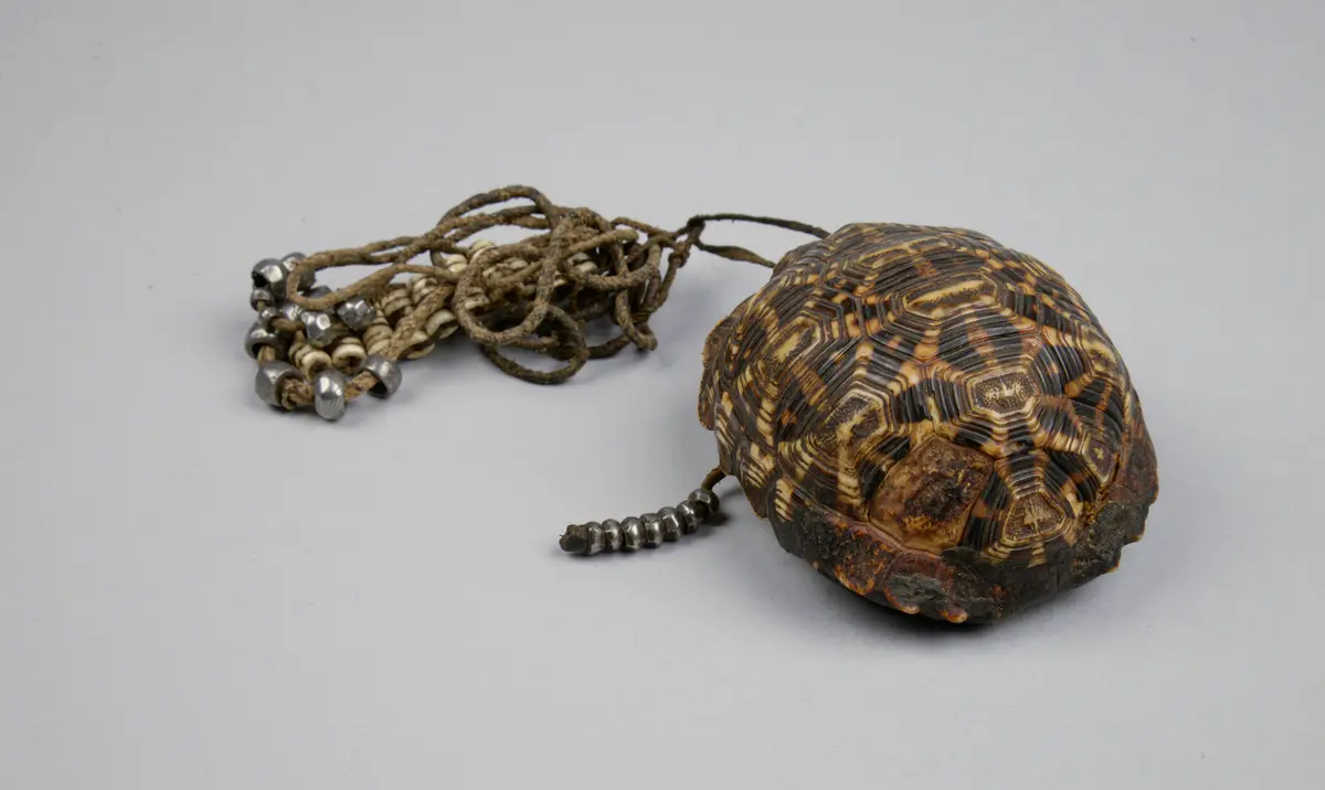 Schildkrötenpanzerbehälter