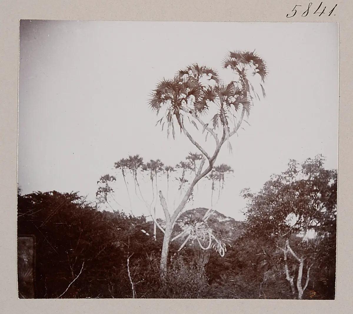 Fächerpalme (Hyph. trinita); Panganifluss