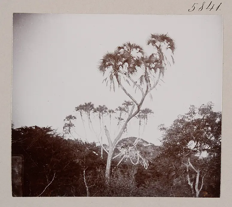 Fächerpalme (Hyph. trinita); Panganifluss