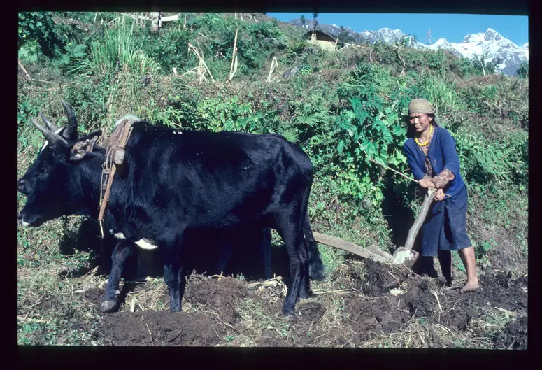 Landwirtschaft