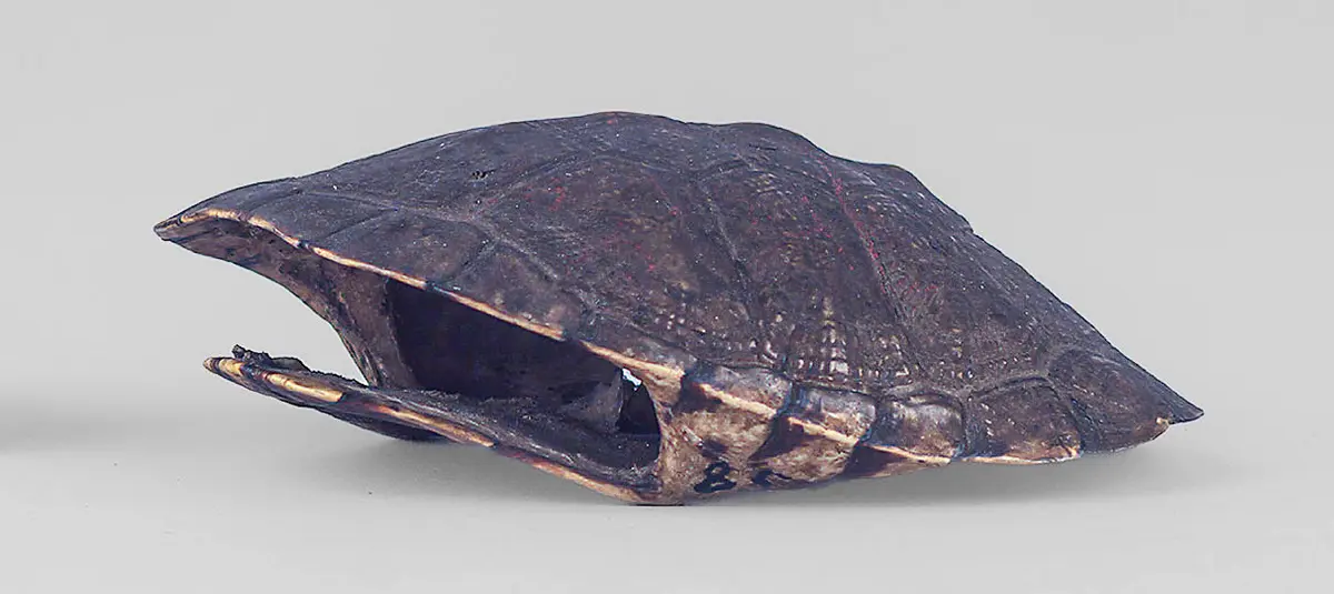 Schildkrötenpanzer (Tasche)