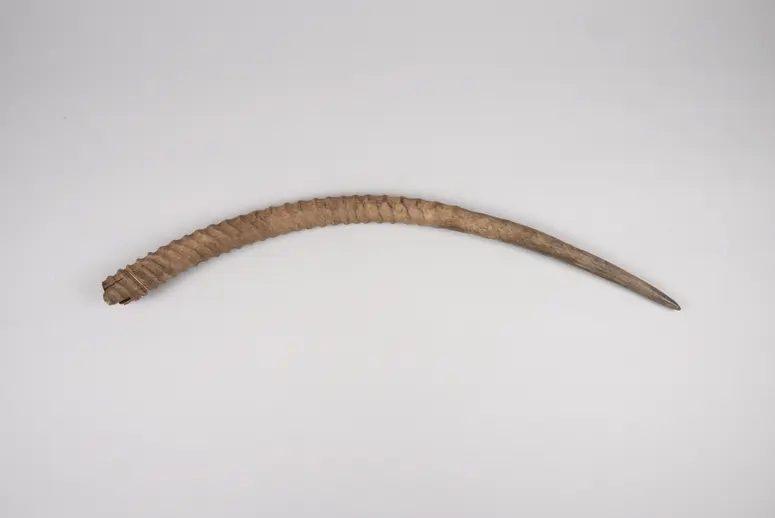 Antilopenhorn