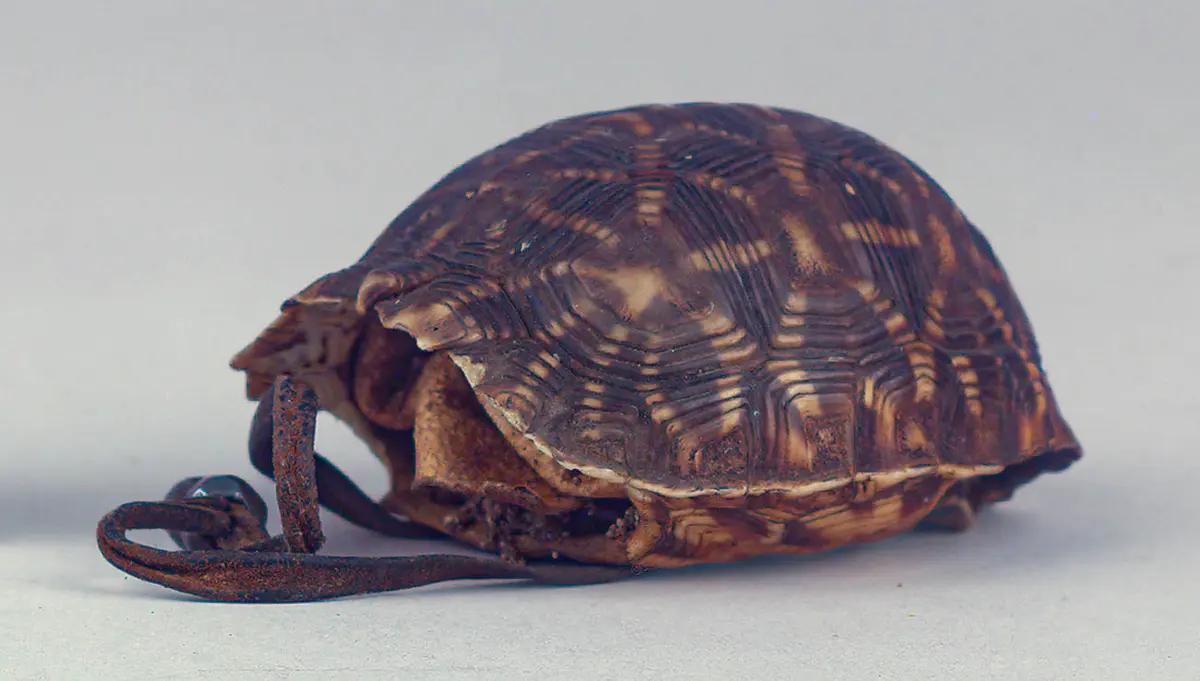 Schildkrötenpanzerbehälter