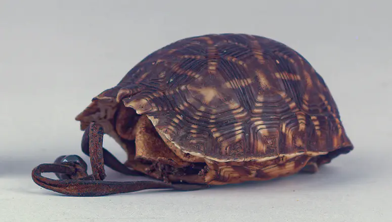 Schildkrötenpanzerbehälter