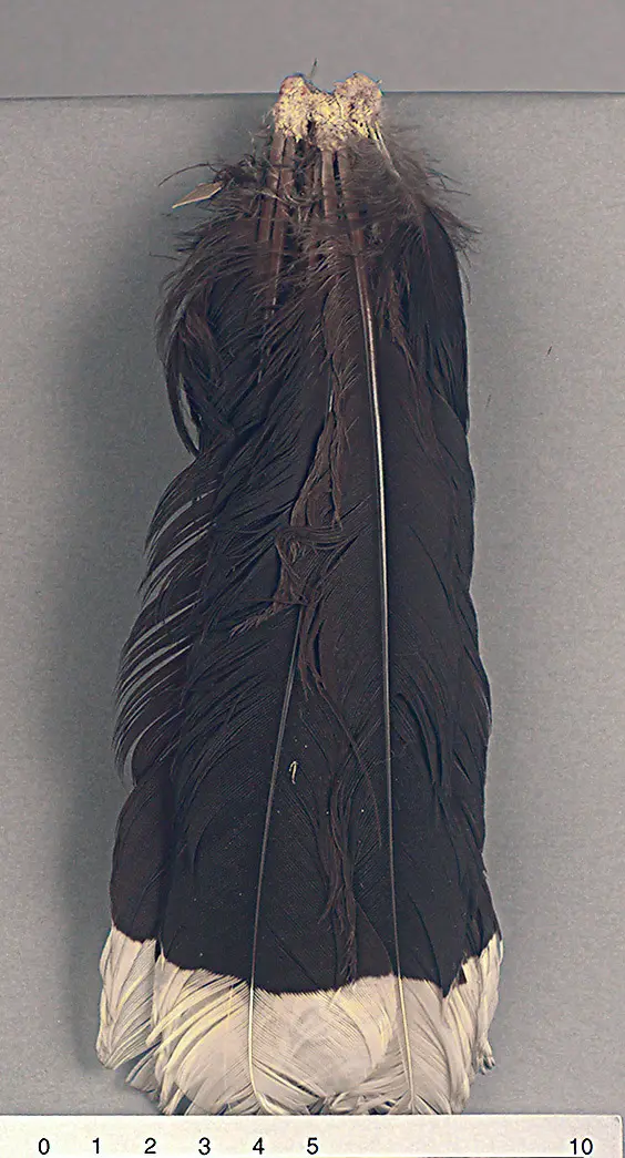 Federkopfschmuck