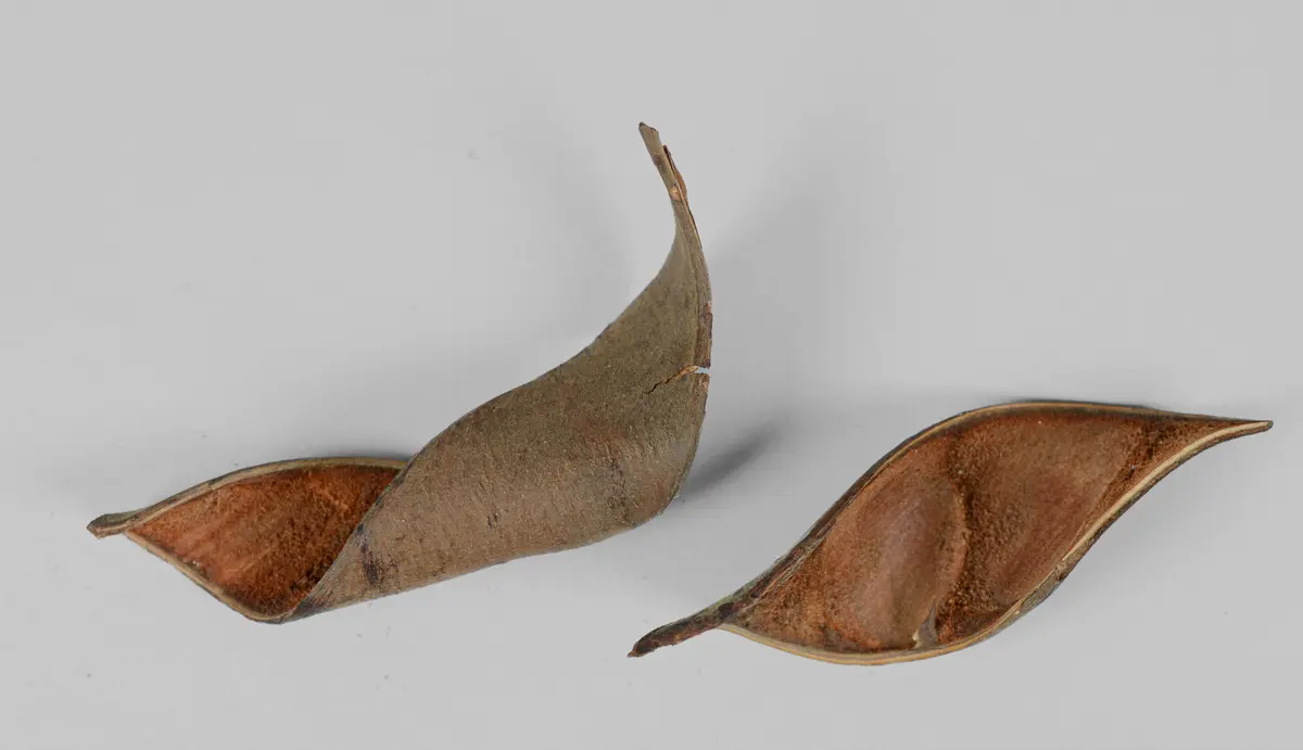 Schotenfrüchte