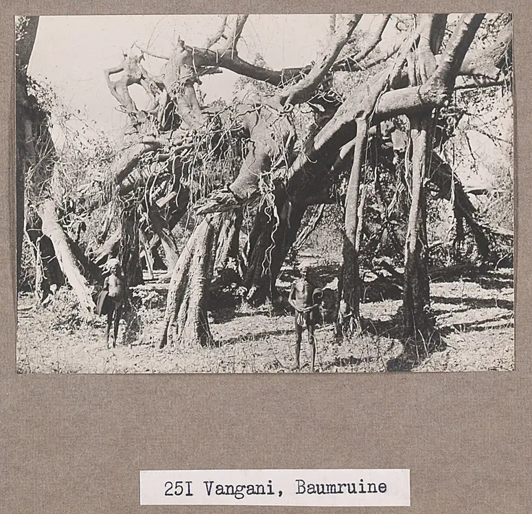 251 Vangani, Baumruine