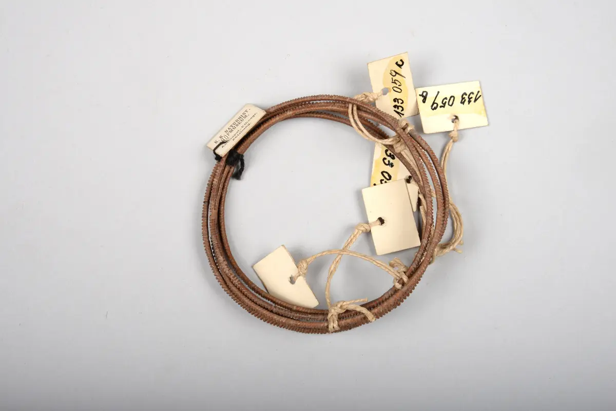Fünf Stück Beinschmuck