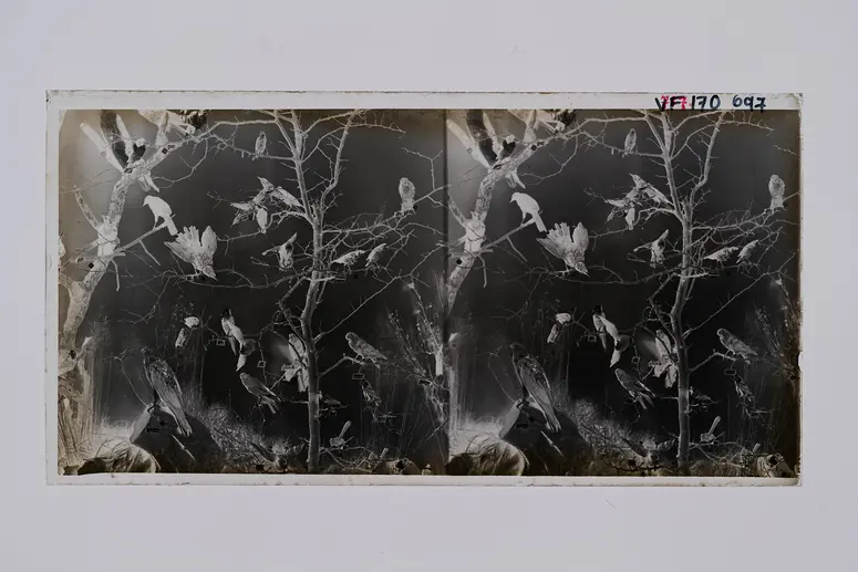 Stereofotografie, Negativ