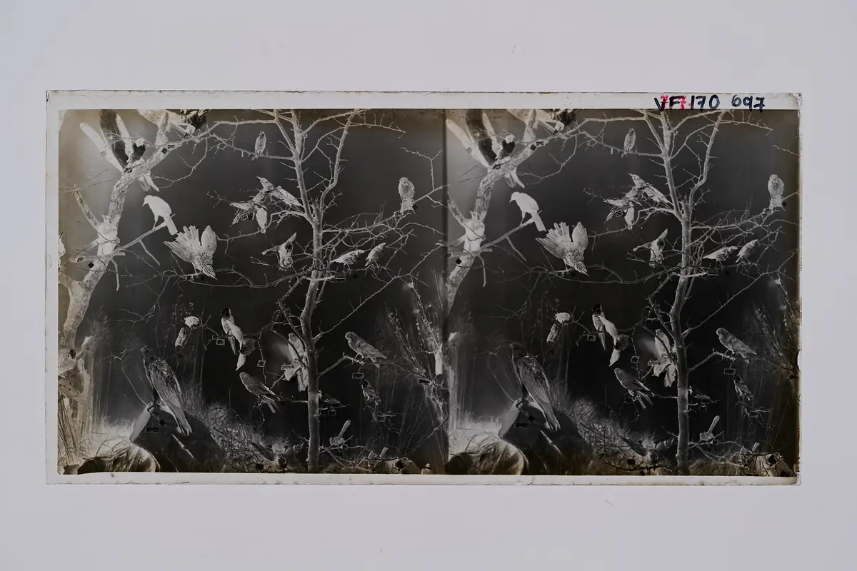 Stereofotografie, Negativ