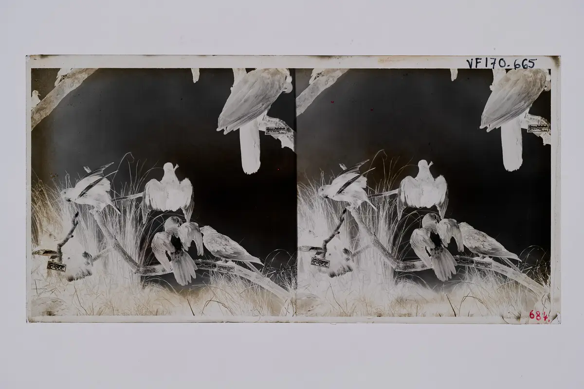 Stereofotografie, Negativ