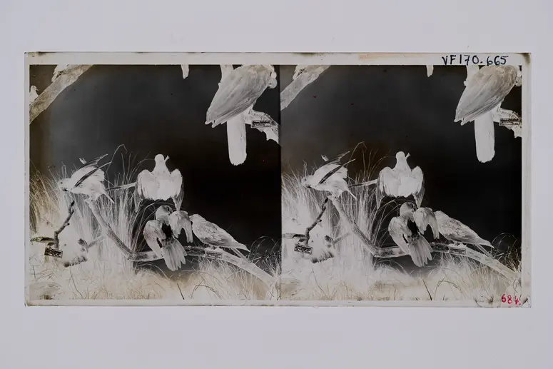 Stereofotografie, Negativ