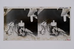 Stereofotografie, Negativ