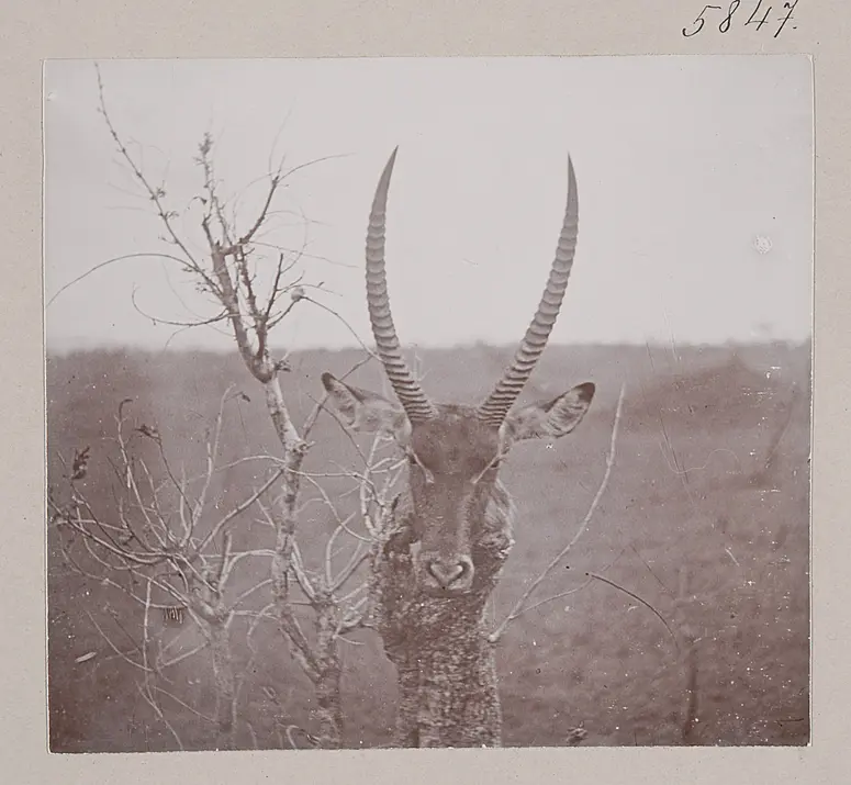 Wasserbock