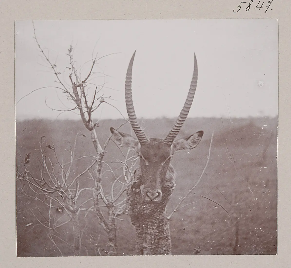 Wasserbock