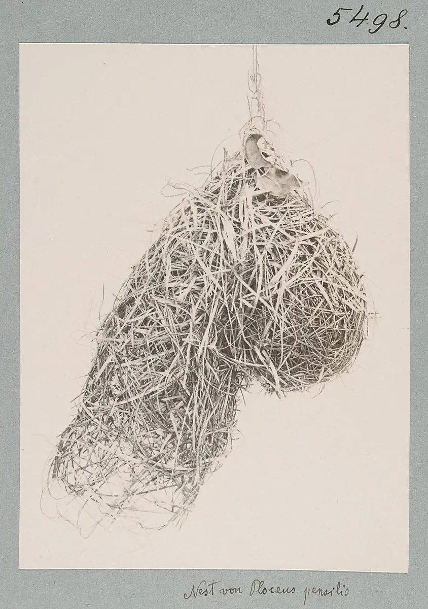 Nest von Ploceus pensilis