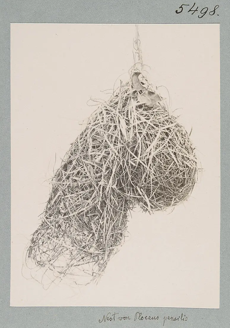 Nest von Ploceus pensilis