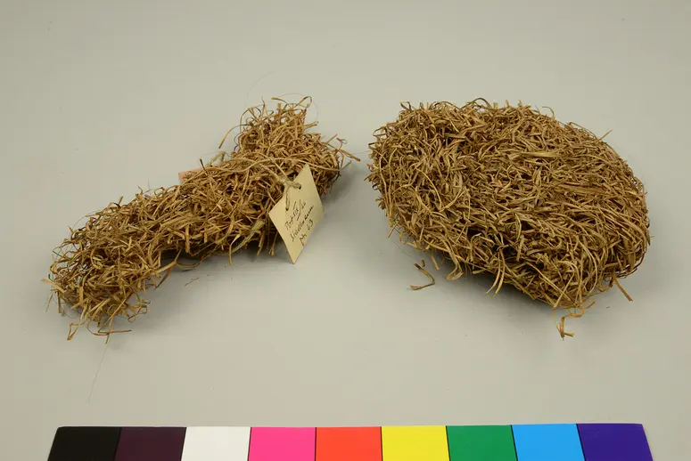 Webervogelnest