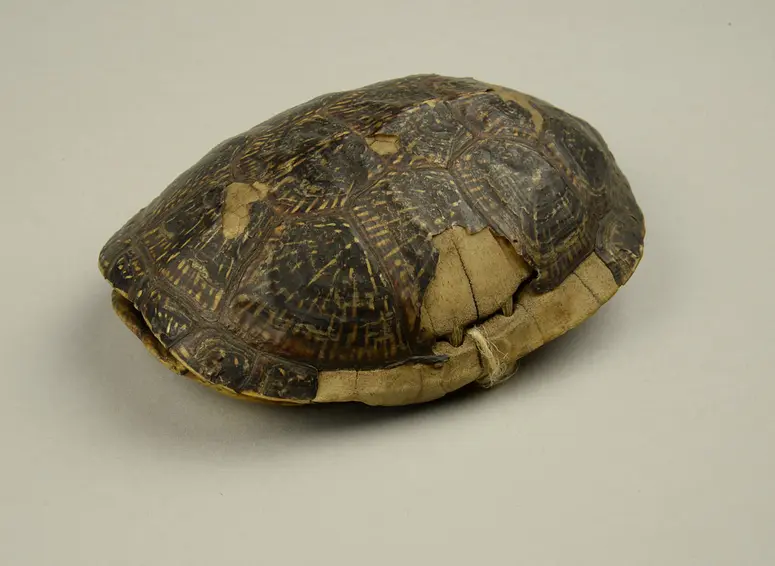 Tortoisesshell