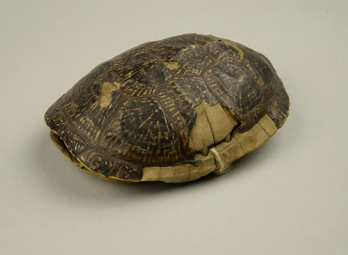 Schildkrötenpanzer