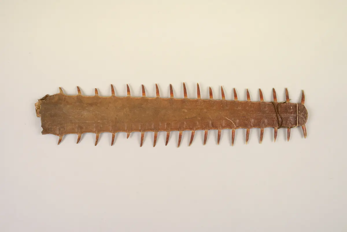 Sawfish Rostrum