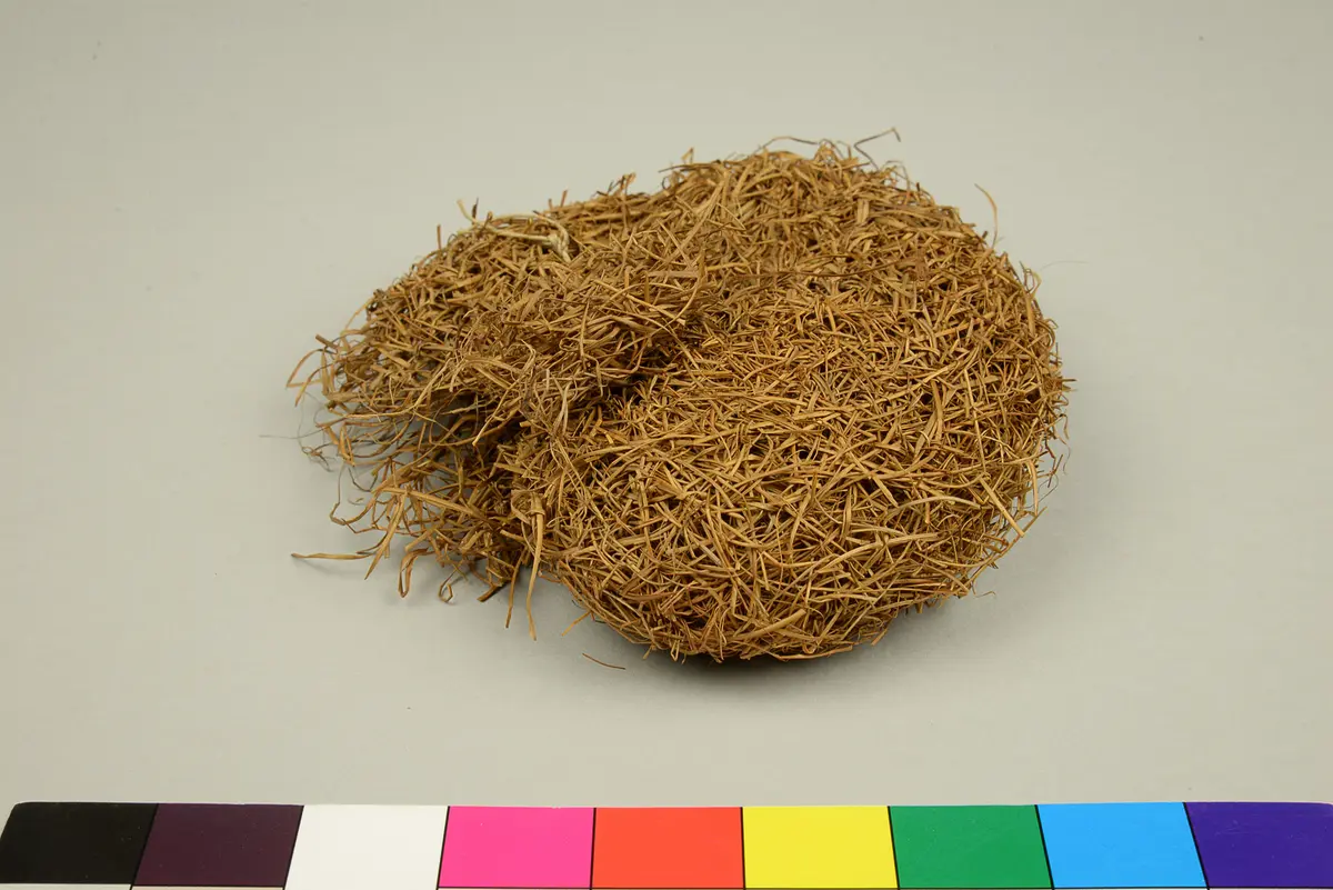 Webervogelnest