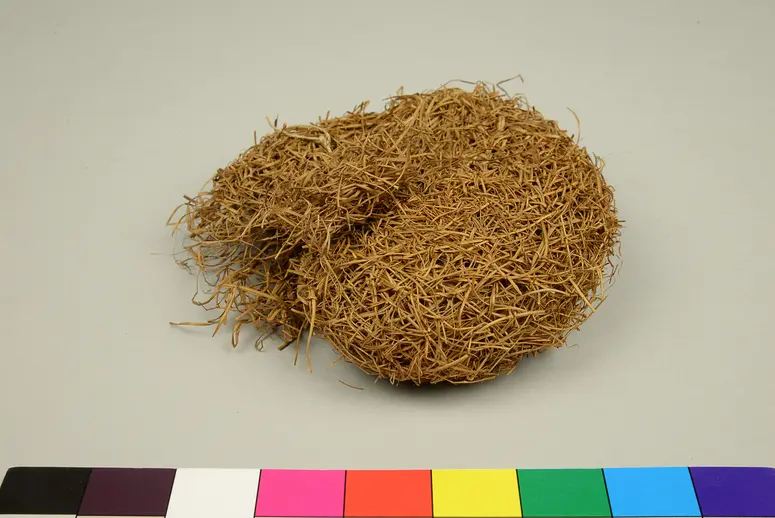 Webervogelnest