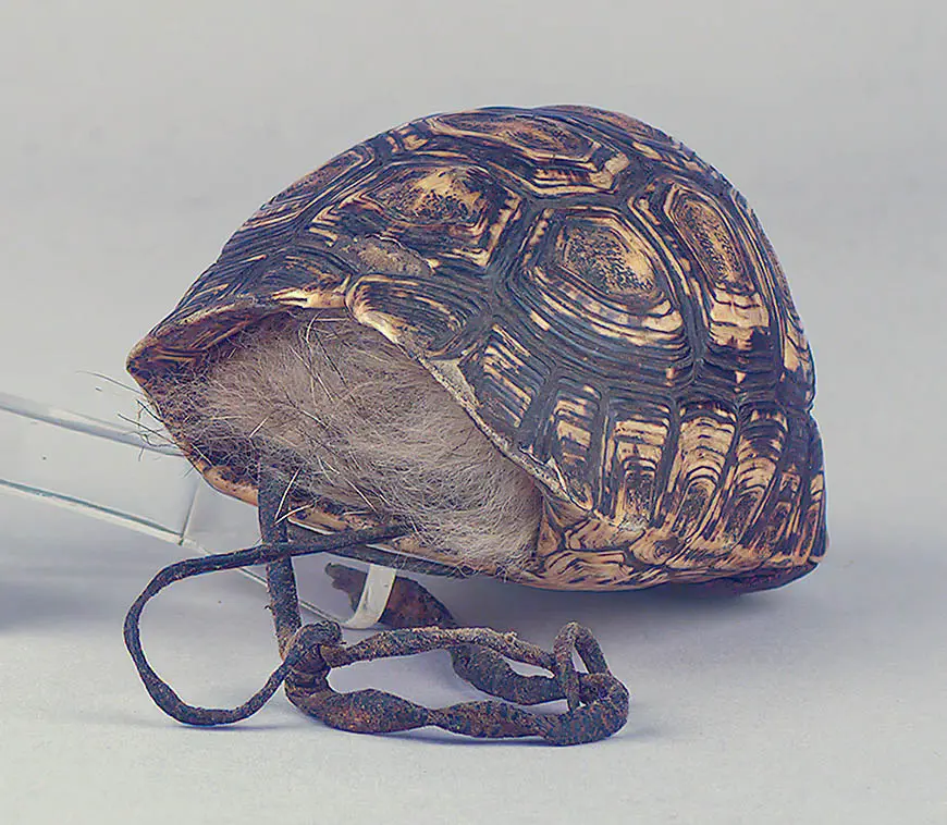 Schildkrötenpanzerbehälter